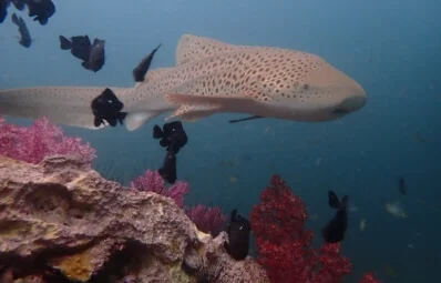 Amazing Phuket Adventures - 3 dives Shark Point large