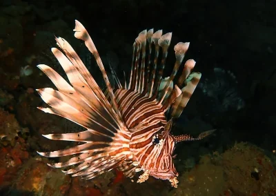 Amazing Phuket Adventures - Day Trip 3 Dives King Cruiser 16