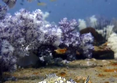 Amazing Phuket Adventures - Day Trip 3 Dives King Cruiser 18