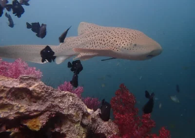 Amazing Phuket Adventures - Day Trip 3 Dives Shark Point 04