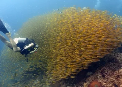 Amazing Phuket Adventures - Day Trip 3 Dives Shark Point 06