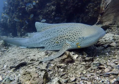 Amazing-Phuket-Adventures-Day-Trip-3-Dives-Shark-Point-13.webp