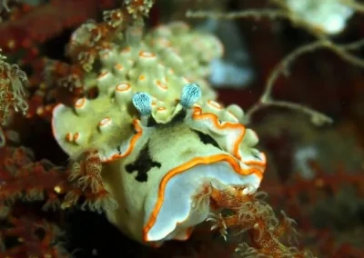 Amazing Phuket Adventures - Diving Day Trip Anemone Reef 01