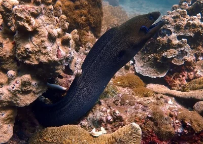 Amazing Phuket Adventures - Diving Day Trip Anemone Reef 02