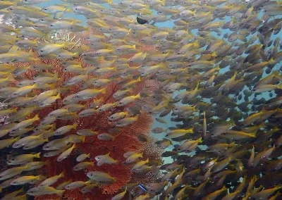 Amazing Phuket Adventures - Diving Day Trip Anemone Reef 03