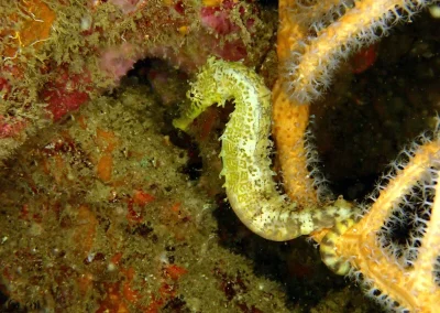 Amazing Phuket Adventures - Diving Day Trip Anemone Reef 04