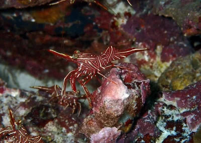 Amazing Phuket Adventures - Diving Sites King Cruiser 04