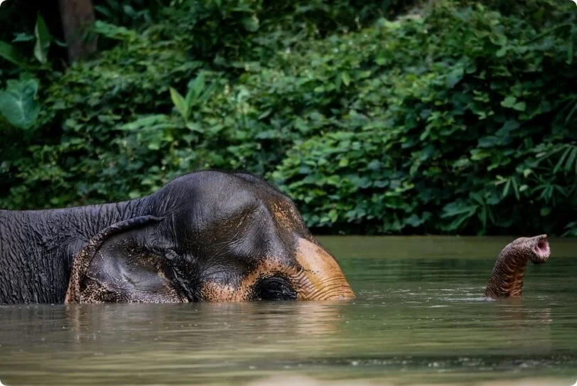 Amazing Phuket Adventures - Excursions Elephant