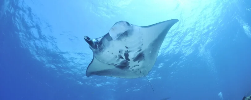 Amazing Phuket Adventures - Liveaboards Similan Islands - Manta Ray