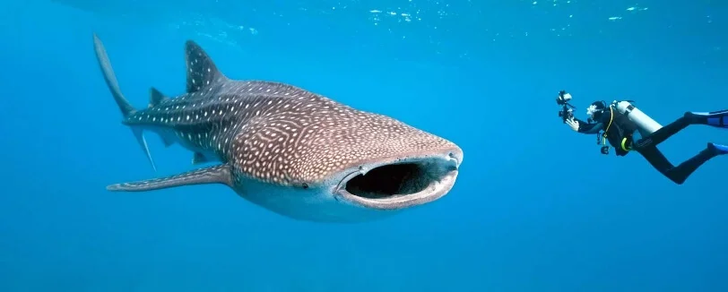 Amazing Phuket Adventures - Liveaboards Similan - Whale Shark Diving