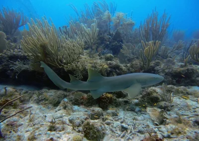 Amazing Phuket Adventures Myanmar Requin nourrice