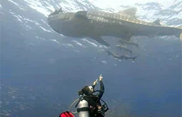 Amazing Phuket Adventures - Whale Shark