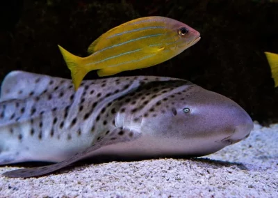 Amazing phuket Adventures Myanmar Requin Leopard