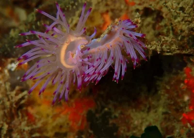 2 nudibranches Amazing phuket adventures Koh Doc Mai-min