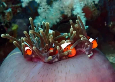 3 clownfish Shar point APA