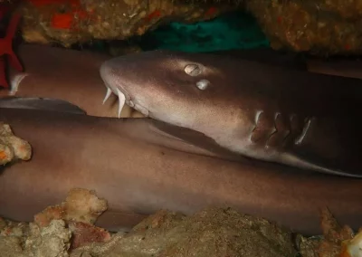 3 requin bamboo Amazing phuket adventures koh doc mai-min