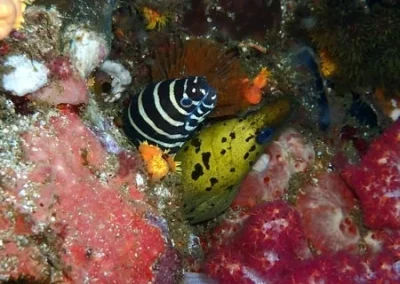 Amazing Phuket Adventures 2 moray eels Koh Doc mai-min