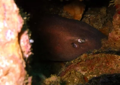 Amazing Phuket Adventures Bamboo Shark Koh Doc mai-min