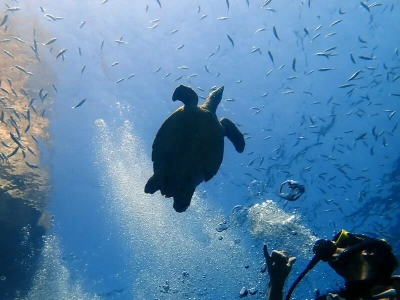 Amazing Phuket Adventures - Diving Sites Koh Phi Phi 15