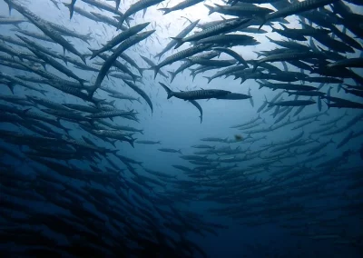 Amazing Phuket Adventures barracuda school-min