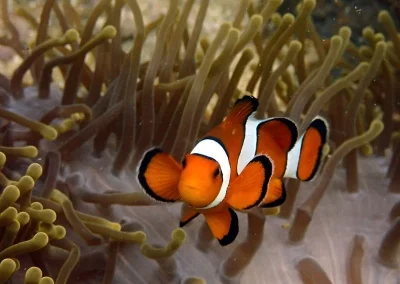 Amazing Phuket Adventures clownfish Koh doc mai-min