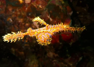 Amazing Phuket Adventures ghostpipe fish2 koh doc mai-min