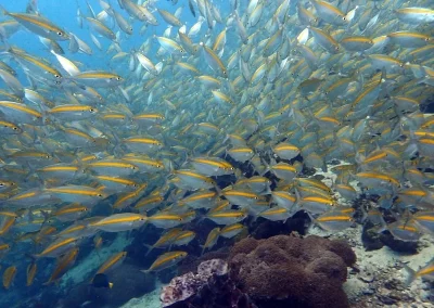 Amazing Phuket Adventures snapper koh Doc mai-min