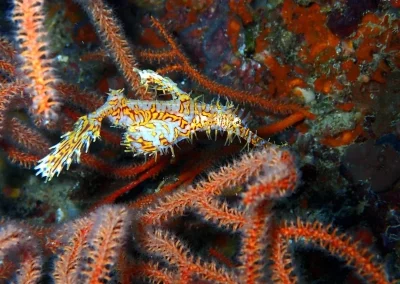 Amazing Phuket adventures Ornate ghostpipe fish koh Doc mai-min