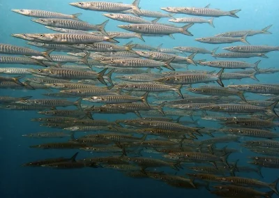 Amazing Phuket adventures barracudas school 2 koh Doc Mai-min