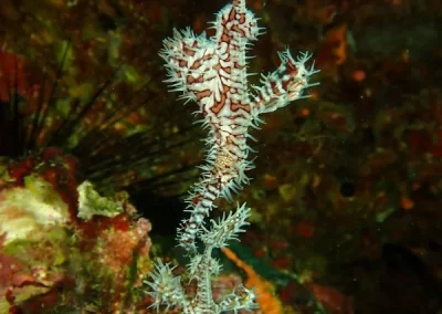 Amazing phuket Adventures 2 ghostpipe fish koh doc mai-min