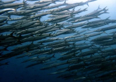 Amazing phuket Adventures Barracudas 2 koh Doc mai-min