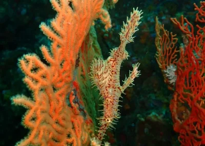 Amazing phuket Adventures Ghostpipe fish 5 Koh Doc mai-min