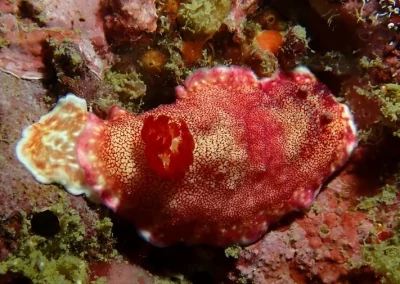 Amazing phuket Adventures Nudibranch 9 koh Doc mai-min