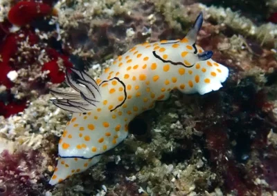 Amazing phuket Adventures Nudibranch Koh doc Mai-min