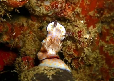 Amazing phuket Adventures Nudibranche 2 Koh Doc Mai-min