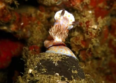 Amazing phuket Adventures Nudibranche koh doc Mai-min