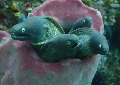 Amazing phuket Adventures White eyed moray Koh Doc mai-min