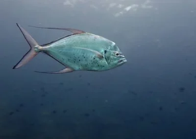 Amazing phuket adventures African pompano koh doc Mai-min