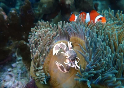 Amazing phuket adventures Poisson clown et crabe porcelaine Koh doc mai-min