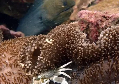 Anemone crab and Moray Amazing phuket Adventures