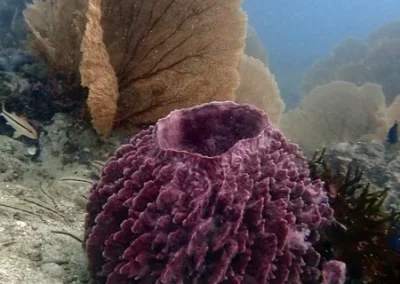 Baril sponge and gorgonian Shark Point Amazing Phuket Adventures