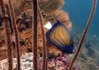 Blue ringed Angelfish Maya corner APA