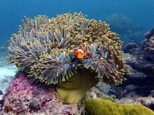 Similan Poisson clown clown fish