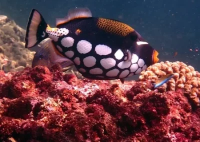 Clown triggerfish Bida nok APA