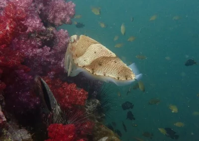 Cutlefish and soft coral Shark Point Amazing Phuket Adventures