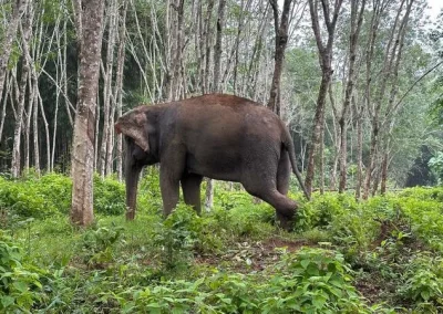 Elephant Sanctuary Phuket APA 5