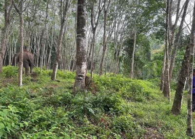 Elephant phuket sanctuary7