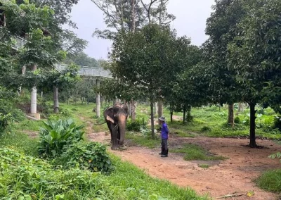 Elephant sanctuary Phuket 5