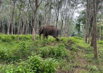 Elephant sanctuary Phuket APA1