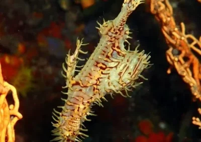 Ghostpipe fish Bida Nok APA (2)